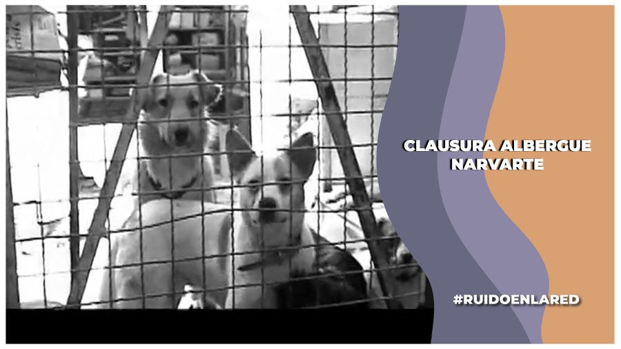 Operativo en la colonia Narvarte por presunto maltrato animal en albergue causa controversia