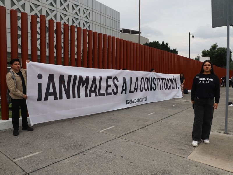 La iniciativa "Animales a la Constitución" impulsada por La Asociación Civil "Igualdad Animal" se aprueba en la Cámara de Diputados