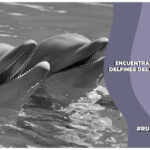 delfines fentanilo