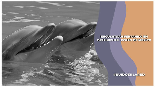 delfines fentanilo
