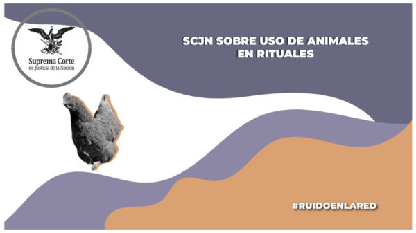 SCJN declara constitucionales los delitos de crueldad o maltrato animal en la CDMX
