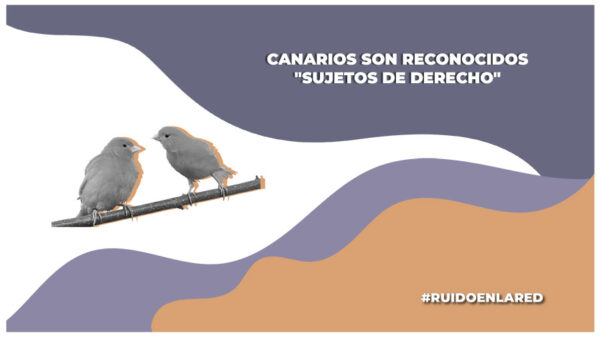 Siete canarios son reconocidos como "sujetos de derecho"
