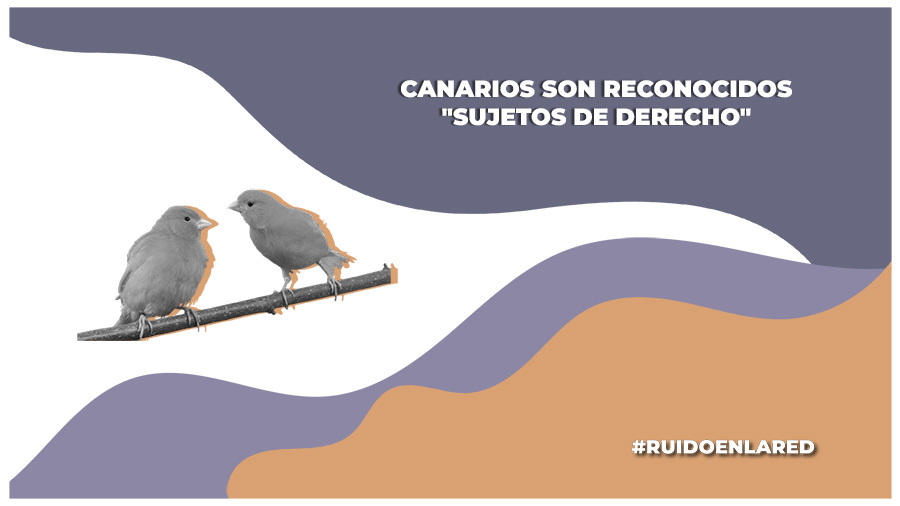 Siete canarios son reconocidos como "sujetos de derecho"