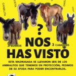 Se roban a dos burros y dos caballos de Burrolandia presuntamente fue un acto que se ejecuto bajo violencia