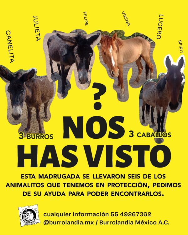 Se roban a dos burros y dos caballos de Burrolandia presuntamente fue un acto que se ejecuto bajo violencia