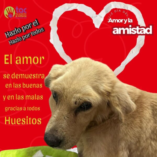 El presunto agresor de Huesitos sigue libre; ya se preparara una denuncia junto a la Fiscalía de Puebla