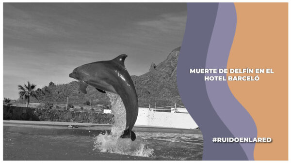 Muerte de delfín en el Hotel Barceló