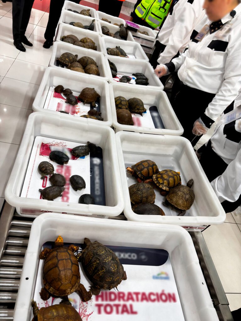 Profepa presenta denuncia por intento de tráfico de especies desde el AICM; eran 137 ejemplares de vida silvestre