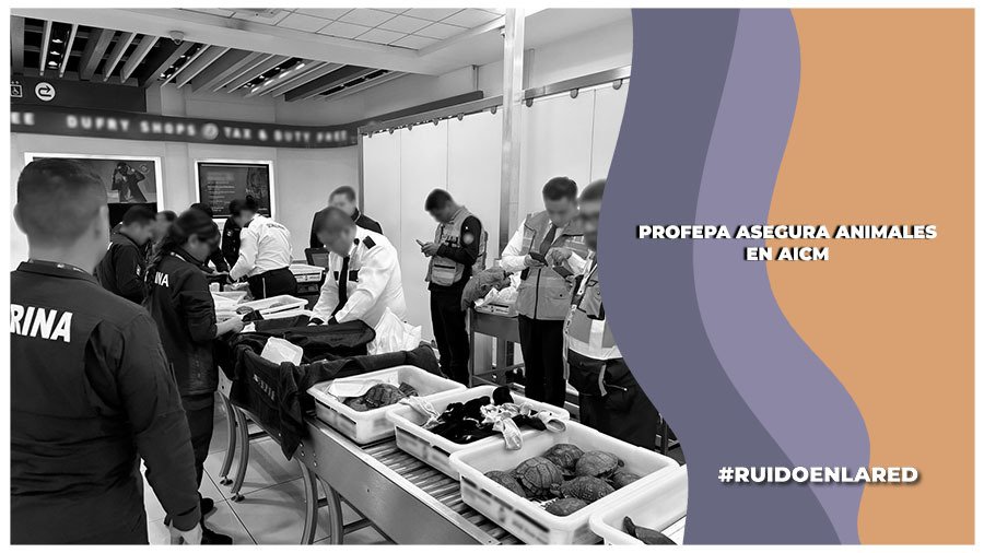 Profepa presenta denuncia por intento de tráfico de especies desde el AICM
