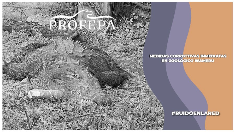 Profepa realiza inspección en Zoológico Wameru tras denuncias en redes; impusieron medidas de atención inmediata