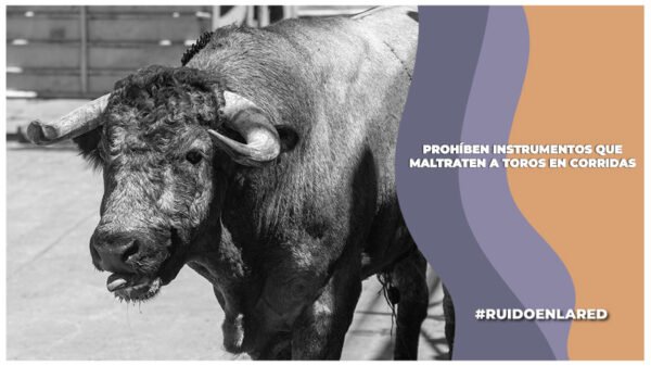 prohiben instrumentos en corridas de toros en la cdmx