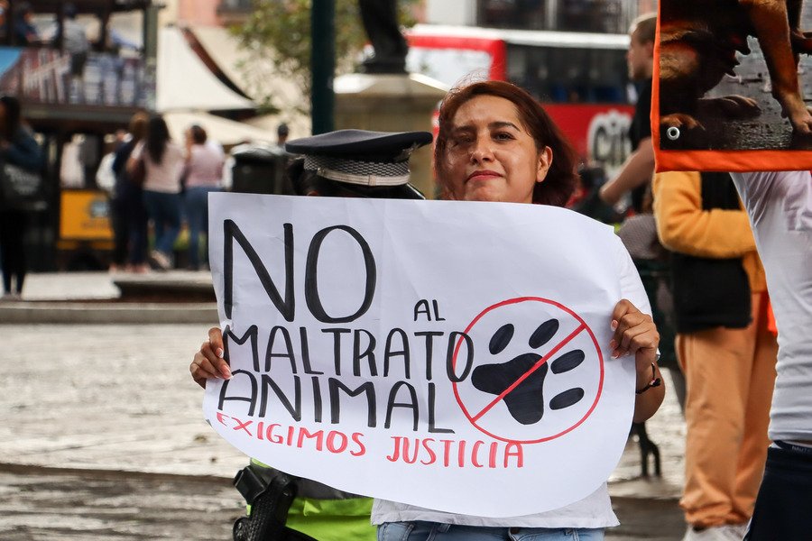 Estas son las únicas dos autoridades competentes que reciben e investigan denuncias de maltrato animal en la CDMX, te contamos