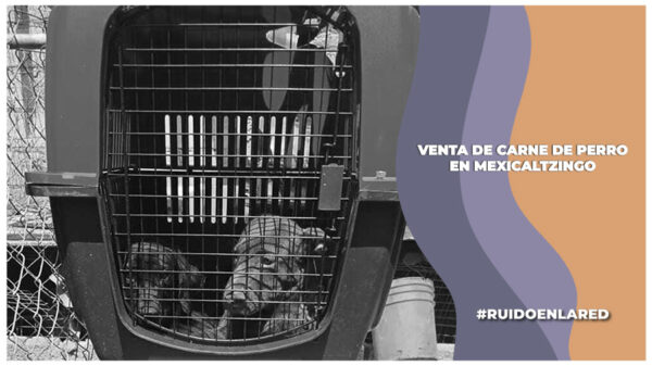 Catean domicilio en Mexicaltzingo por indicios de venta de carne de perros