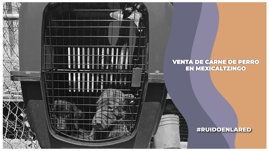 Catean domicilio en Mexicaltzingo por indicios de venta de carne de perros