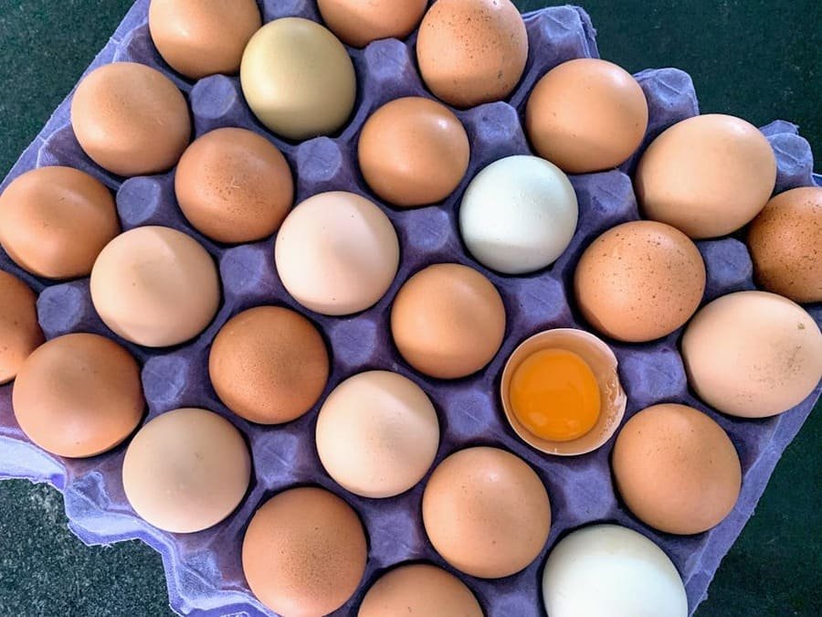 alquiles de gallinas ante el alza de precio del huevo en estados unidos