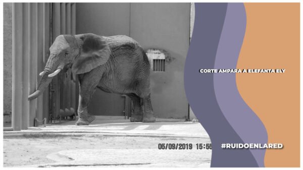 Corte emite amparo a favor de la Elefanta ely que está en el Zoológico de Aragón