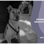 Lugares donde hacen la esterilización gratuita a los animales en cdmx