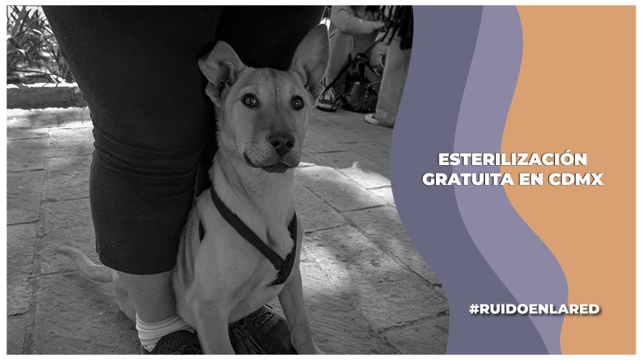 Lugares donde hacen la esterilización gratuita a los animales en cdmx