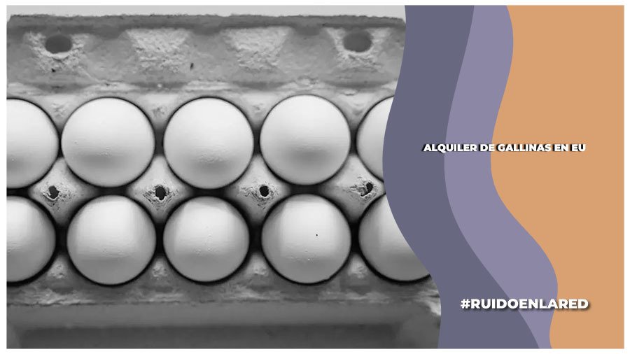 alquilan gallinas tras el aumento de precio del huevo en estados unidos