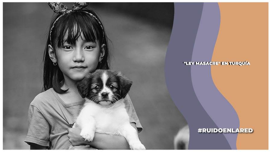 ¿Qué está pasando en Turquía y por qué se refieren a una medida tomada por el gobierno como “Ley Masacre”?