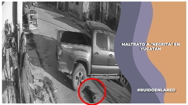 La perra Negrita fue aplastada en siete ocasiones por una camioneta en Kanasín, Yucatán