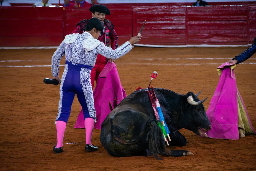 nuevo reglamento en la plaza de toros de la cdmx
