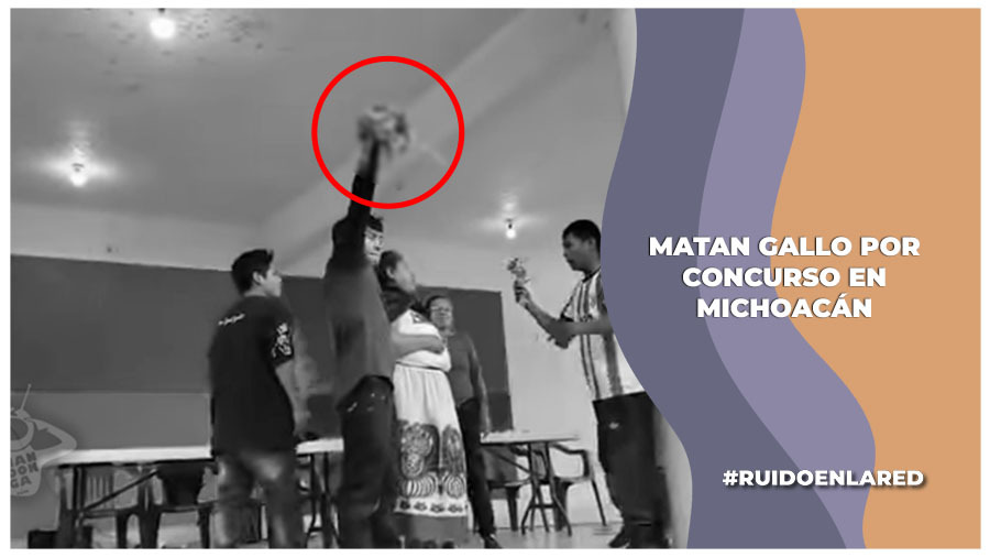 Despedazan a una gallina en concurso en Chilchota, Michoacán