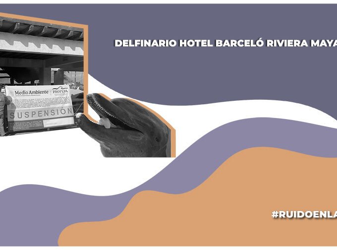 Caso delfinario Hotel Barceló; antecedentes, denuncias y pendientes. Entrevista con Animal Heroes y Dolphin Freedom MX con Ruido en la Red