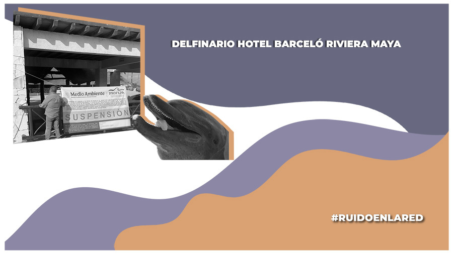 Caso delfinario Hotel Barceló; antecedentes, denuncias y pendientes. Entrevista con Animal Heroes y Dolphin Freedom MX con Ruido en la Red