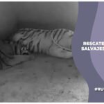 Felinos salvajes; las otras víctimas de la guerra en Sinaloa