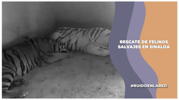 Felinos salvajes; las otras víctimas de la guerra en Sinaloa