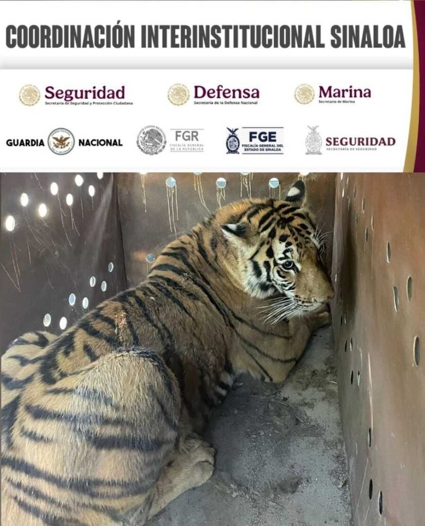 Felinos salvajes; las otras víctimas de la guerra en Sinaloa. Suman 14 felinos rescatados presuntamente de grupos criminales