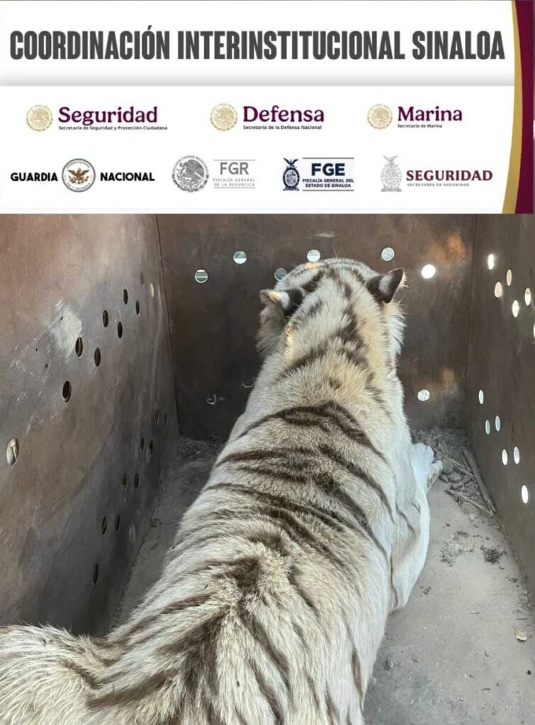 Felinos salvajes; las otras víctimas de la guerra en Sinaloa. Suman 14 felinos rescatados