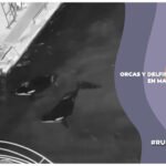 Orcas y delfines abandonados en Marineland