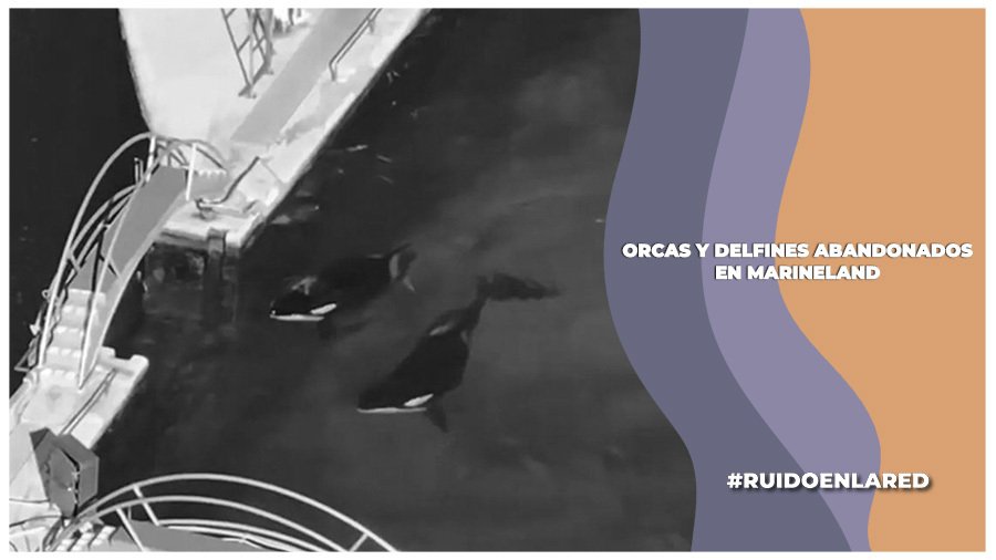 Orcas y delfines abandonados en Marineland