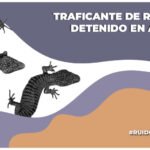 Aseguran 299 reptiles en el AICM; el responsable fue vinculado a proceso