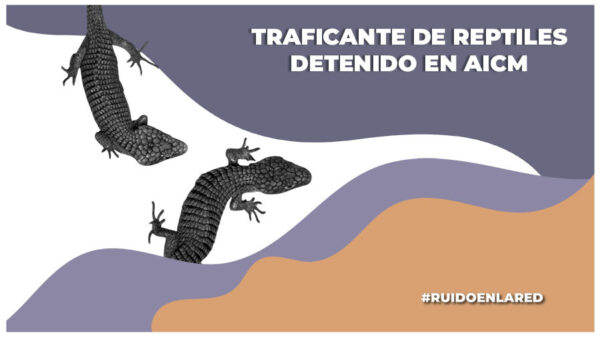 Aseguran 299 reptiles en el AICM; el responsable fue vinculado a proceso