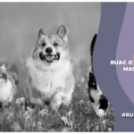 RUAC para animales de compañía