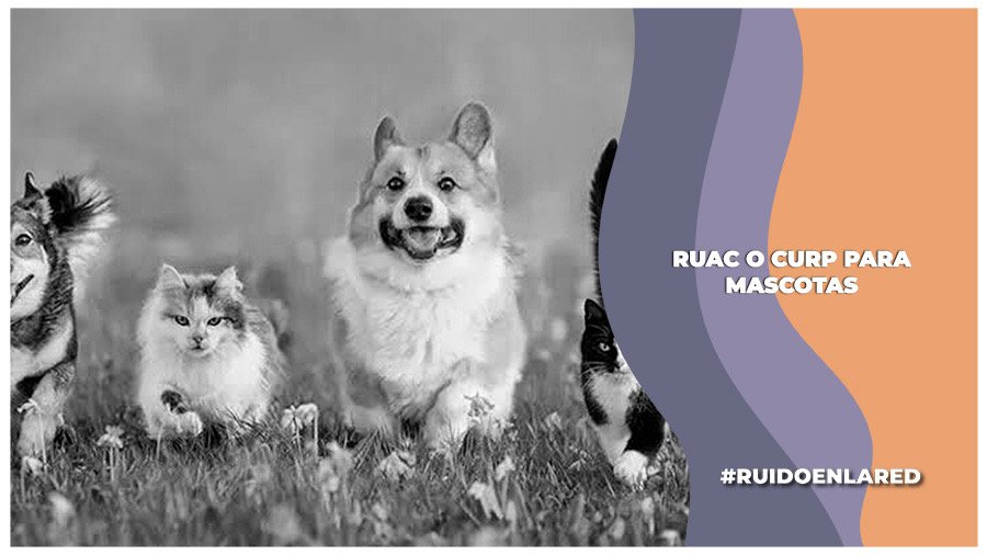 RUAC para animales de compañía
