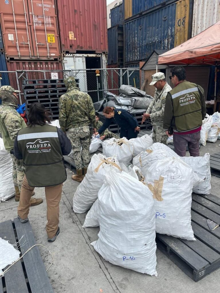 Aseguran más de dos toneladas de aletas de tiburón en Ensenada, BC