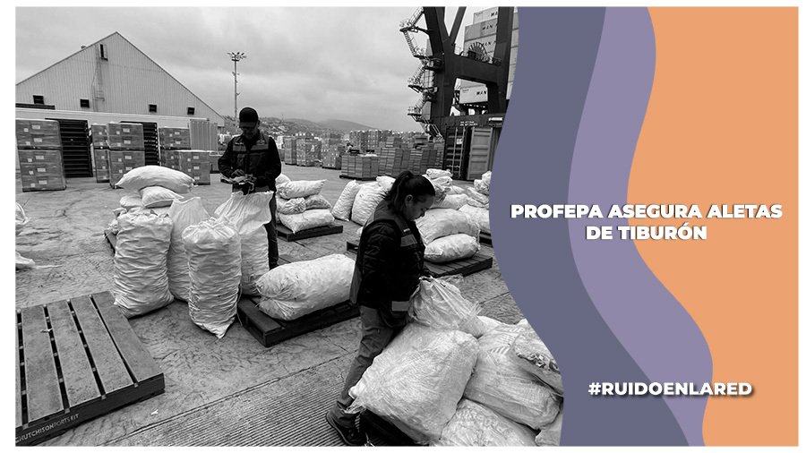 Autoridades federales aseguran más de dos toneladas de aletas de tiburón en Ensenada, Baja California