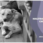 Congreso de Chiapas recibe propuesta para sancionar el maltrato animal en el Código Penal del estado