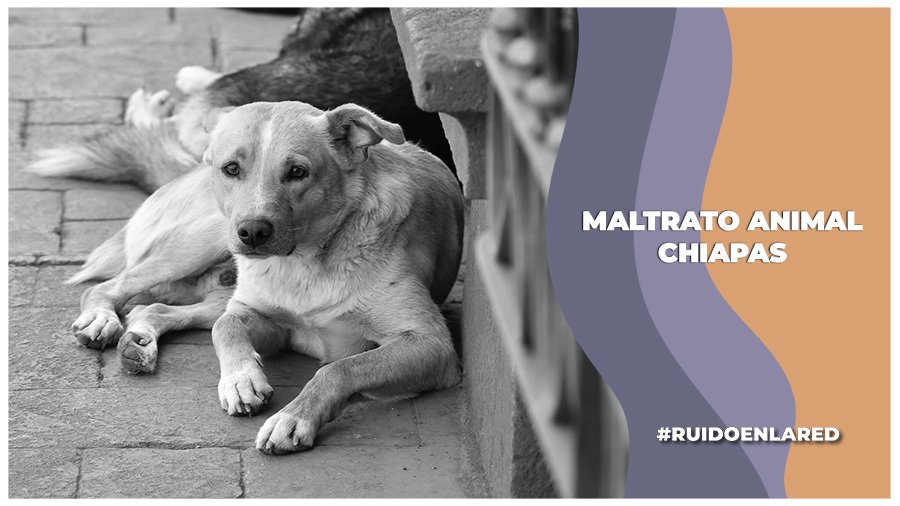 Congreso de Chiapas recibe propuesta para sancionar el maltrato animal en el Código Penal del estado