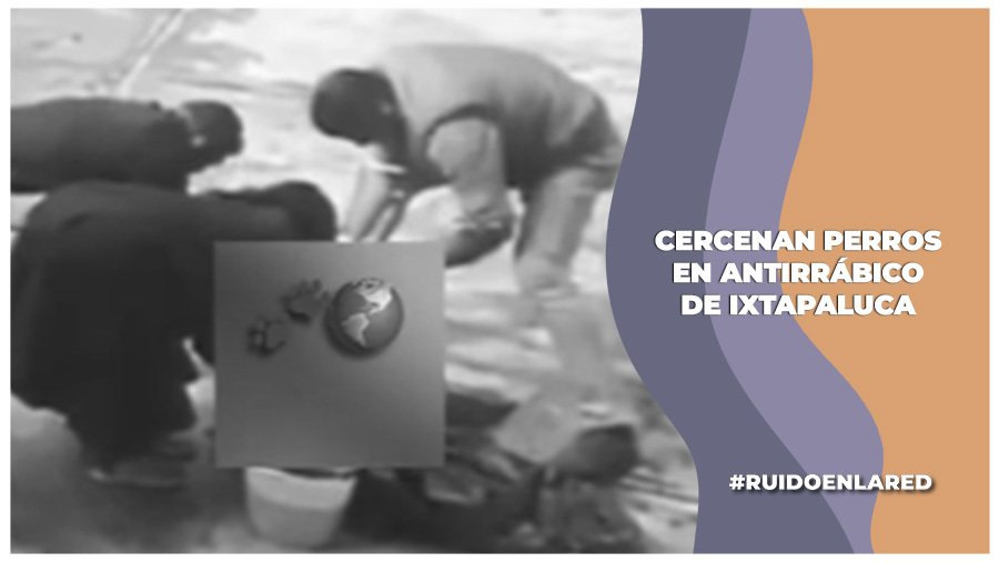 Denuncian cercenamiento de perros en la Unidad de Control y Bienestar Animal Ixtapaluca, Edomex