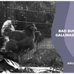 Bad bunny agrega a gallinas a su performance