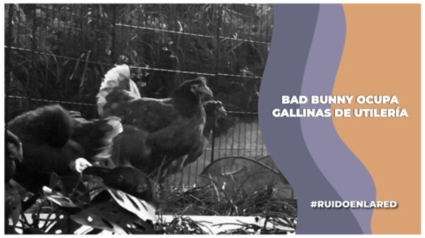 Bad bunny agrega a gallinas a su performance