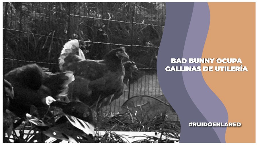 Bad bunny agrega a gallinas a su performance