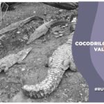 Avistamiento de cocodrilos en Puerto Vallarta