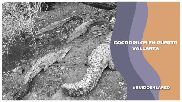 Avistamiento de cocodrilos en Puerto Vallarta