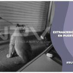 Extranjeros pasean a un león joven por las calles del centro de Puerto Vallarta, Jalisco